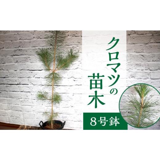 ふるさと納税 福岡県 久留米市 チーム田主丸『クロマツの苗木』 