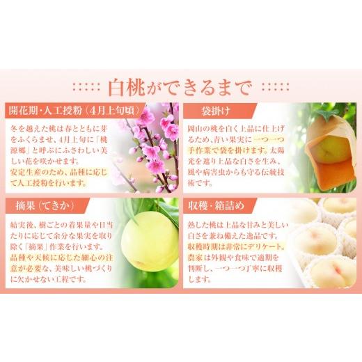 ふるさと納税 もも 岡山県 - おかやまの白桃1.8kg 7〜9玉（ご家庭用） 数量限定300セット 岡山 もも 桃 白桃 果物 フルーツ 甘い おいしい 人気 おすすめ 岡山…の画像