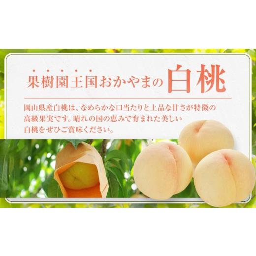 ふるさと納税 もも 岡山県 - おかやまの白桃1.8kg 7〜9玉（ご家庭用） 数量限定300セット 岡山 もも 桃 白桃 果物 フルーツ 甘い おいしい 人気 おすすめ 岡山…の画像