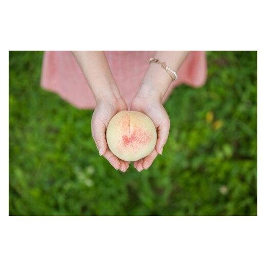 ふるさと納税 もも 岡山県 - おかやまの白桃1.8kg 7〜9玉（ご家庭用） 数量限定300セット 岡山 もも 桃 白桃 果物 フルーツ 甘い おいしい 人気 おすすめ 岡山…の画像
