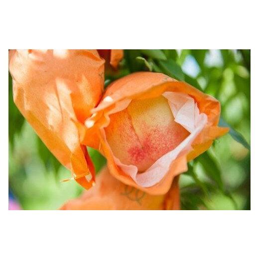 ふるさと納税 もも 岡山県 - おかやまの白桃1.8kg 7〜9玉（ご家庭用） 数量限定300セット 岡山 もも 桃 白桃 果物 フルーツ 甘い おいしい 人気 おすすめ 岡山…の画像
