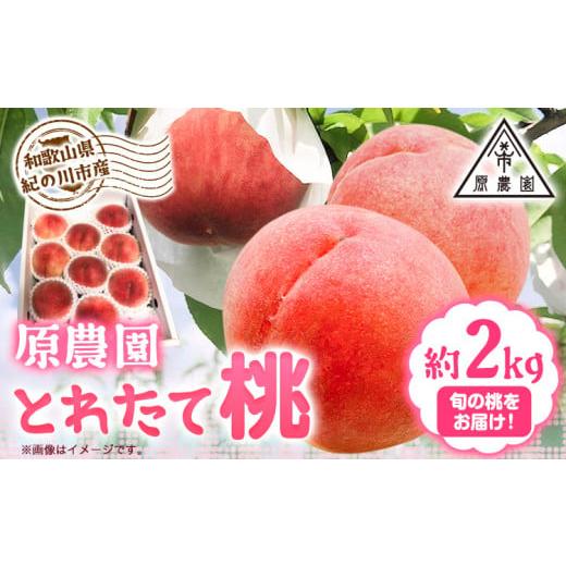 ふるさと納税 もも 和歌山県 紀の川市 とれたて桃 旬の桃をお届け 約2kg 原農園《2026年6月中旬-8月下旬頃出荷》 和歌山県 紀の川市 果物 フルーツ 桃 もも モ…_1
