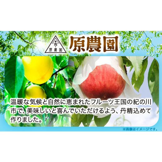 ふるさと納税 もも 和歌山県 紀の川市 とれたて桃 旬の桃をお届け 約2kg 原農園《2026年6月中旬-8月下旬頃出荷》 和歌山県 紀の川市 果物 フルーツ 桃 もも モ…_2