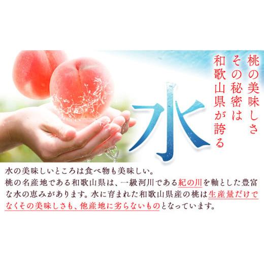 ふるさと納税 もも 和歌山県 紀の川市 とれたて桃 旬の桃をお届け 約2kg 原農園《2026年6月中旬-8月下旬頃出荷》 和歌山県 紀の川市 果物 フルーツ 桃 もも モ…_4