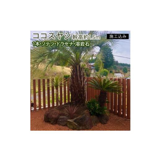 ふるさと納税 雑貨・日用品 苗木 茨城県 水戸市 ココスヤシ 幹高約1.5m1本・ソテツ・ドラセナ・溶岩石 施工込み ヤシの木 ヤシ リゾート ガーデン 自宅 別荘…
