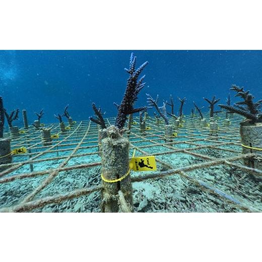 ふるさと納税 沖縄県 石垣市 さんごの楽園プロジェクト(さんごの苗植え付け2本)[ 海 海底 アクテビティ さんご サンゴ礁 サンゴ 自然 酸素 海を守る 守る SDG…