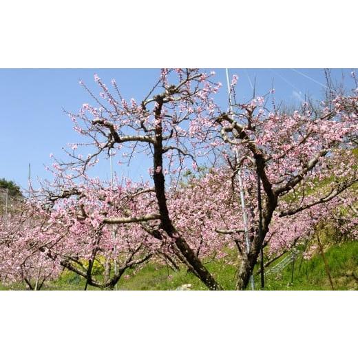 ふるさと納税 もも 岡山県 倉敷市 もっとも旬な品種の桃をお届け 岡山の桃 2kg 2026年6月下旬〜9月下旬 発送予定 桃 人気フルーツ 人気桃 おすすめフルーツ 岡…の画像