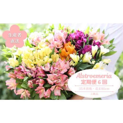 ふるさと納税 雑貨・日用品 花 長野県 佐久穂町 定期便6回便 切り花 アルストロメリア 上級品・生花 花丈80cm・35本前後 (KS-T504) 定期便6回 9月より…
