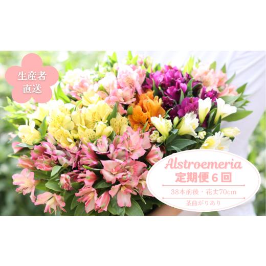 ふるさと納税 雑貨・日用品 花 長野県 佐久穂町 定期便6回便 切り花 アルストロメリア 生花・多少の茎曲がり有 花丈70cm・35本前後 (KS-T505) 定期便6回…
