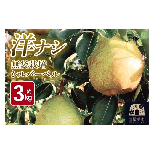 ふるさと納税 果物類 秋田県 横手市 [先行受付 11月上旬より順次発送]洋梨 横手市産 小松谷りんご園謹製 無袋栽培シルバーベル 約3kg 先行予約 生きがい食材…