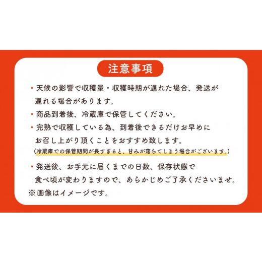 ふるさと納税 鹿児島県 南大隅町 【2024年発送・先行予約】訳あり完熟アップルマンゴー1kg｜furusatochoice｜06