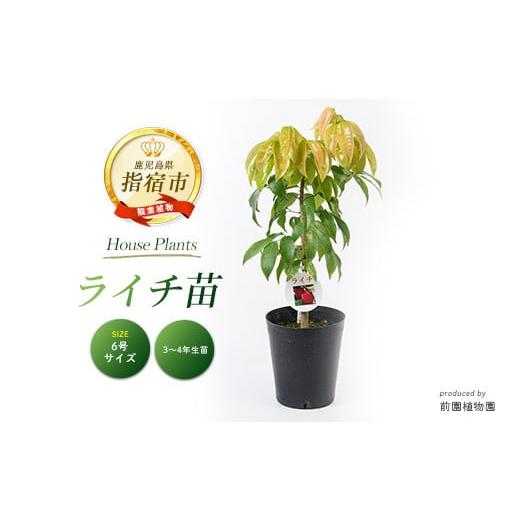 ふるさと納税 雑貨・日用品 苗木 鹿児島県 指宿市 観葉植物 ライチ苗 6号サイズ(前園植物園/040-1492) 南国鹿児島県で育った 観葉植物 植物 鉢付 インテリア…