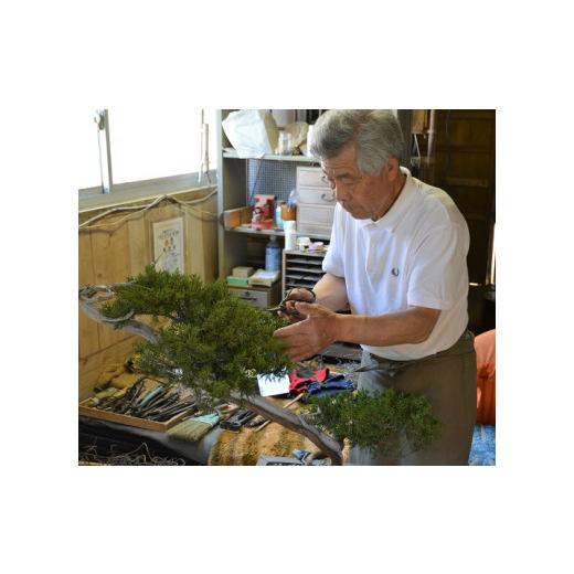 ⭐️完成品⭐️ ふるさと納税 新潟県 糸魚川市 【限定一点】糸魚川真柏　商品番号４　現品限り 【XUR6642814921】(23400円)