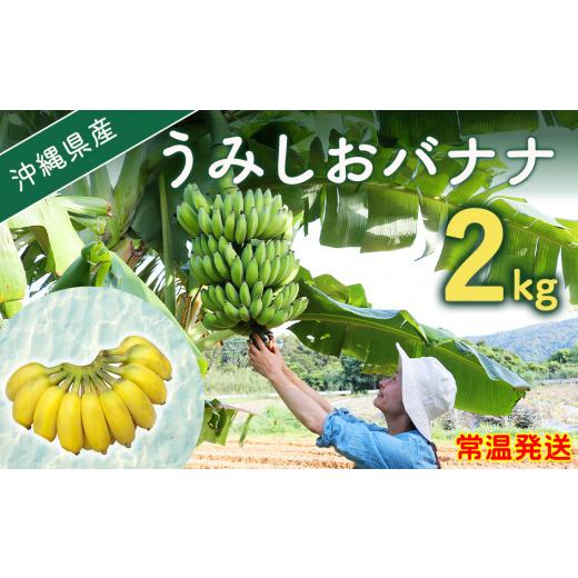 ふるさと納税 果物類 沖縄県 今帰仁村 2026年6月上旬から順次発送 今帰仁産のうみしおバナナ2kg 1732928