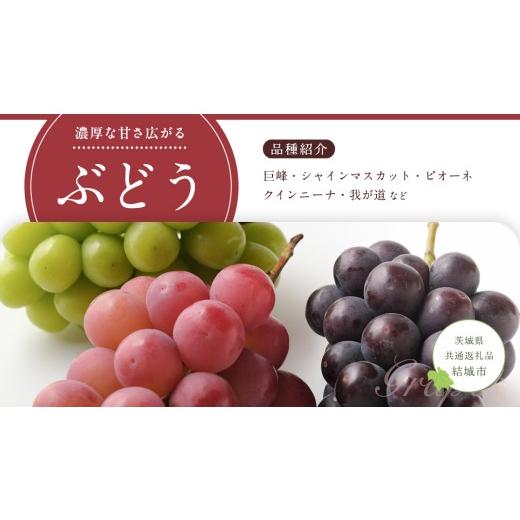 ふるさと納税 果物の詰合せ 茨城県 つくばみらい市  定期便 旬のフルーツはこれだっぺ セット 隔月コース（ 計6回 ）田舎の頑固おやじが厳選 定期便 フルーツ …_8