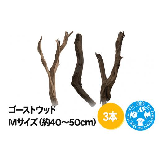 ふるさと納税 生き物 群馬県 邑楽町 ゴーストウッド Mサイズ（約40〜50cm）3本_1