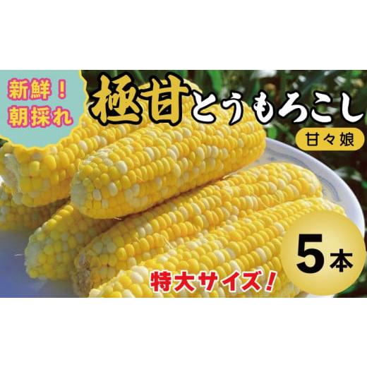 ふるさと納税 とうもろこし 徳島県 吉野川市 甘々娘 とうもろこし コーン 5本 約 2kg 先行予約 トウモロコシ 甘い 期間限定 夏 旬 野菜 鍋 炒め物 煮物 スープ…