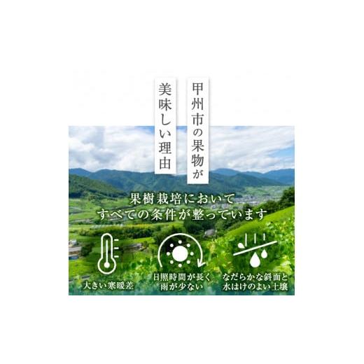 ふるさと納税 山梨県 甲州市 感謝を込めて最高の朝採りシャインマスカットをお贈りします！ 1.0kg以上（2房）【2024年発送】（LMS）B-416｜furusatochoice｜05