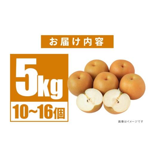 ふるさと納税 梨 茨城県 笠間市 訳あり 柴沼梨園の梨 （ 豊水 ） 梨 5kg 10〜16個入り 訳アリ 不揃い 訳あり品 ナシ なし 国産 茨城 豊水梨 秋 旬 フルーツ 果…_6