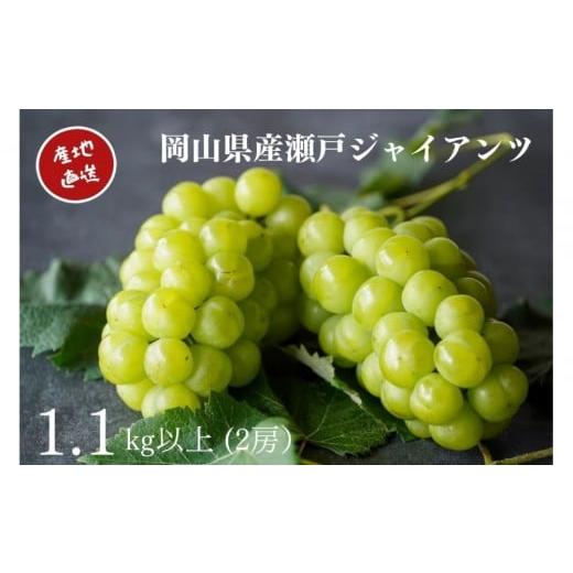 ふるさと納税 ぶどう 岡山県 岡山市 厳選 瀬戸ジャイアンツ 2房 合計1.1kg以上 産地直送 朝採れ ぶどう 葡萄 Kawahara Green Farm 岡山県産 2026年