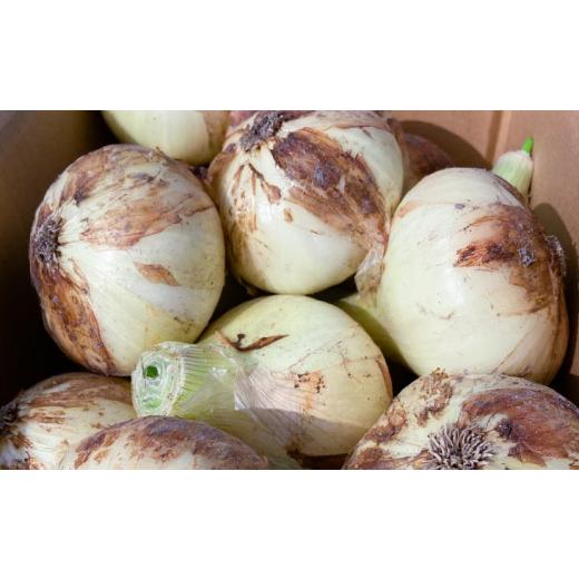 ふるさと納税 野菜類 玉ねぎ 兵庫県 南あわじ市 農家直送 淡路島新玉ねぎ ５kgサイズ色々の画像