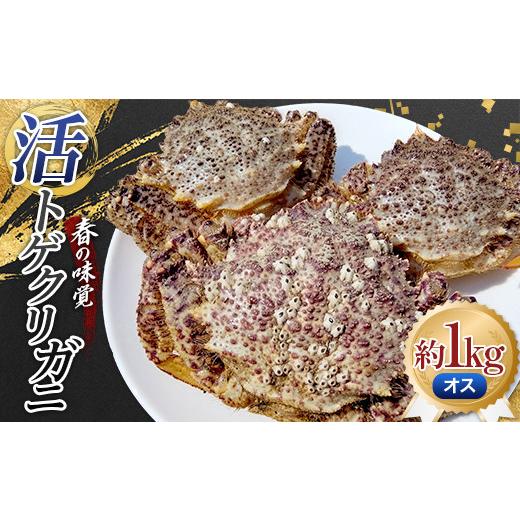 ふるさと納税 カニ 青森県 平内町 春の味覚 活トゲクリガニ(オス) 約1kg (3〜5杯) 太平丸 漁師直送 かに カニ 蟹 海の幸 産地直送 珍味 海産物 贈り物 魚介 青…