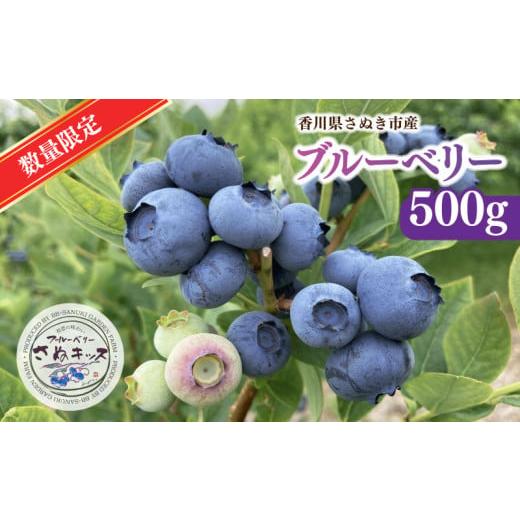 ふるさと納税 香川県 さぬき市 ブルーベリー 大粒 さぬキッス 約500g フルーツ さぬき市 先行予約 2024年6月発送[先行予約]