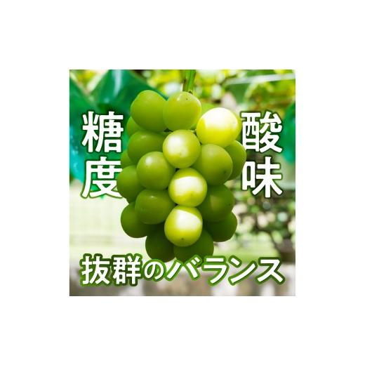 ふるさと納税 ぶどう マスカット 山梨県 甲府市 〈2026年度配送分〉 桐箱入り 特選 シャインマスカット1房(約600g) シャインマスカット 先行予約 2026年 山梨…_4