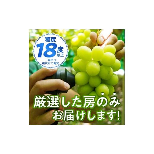 ふるさと納税 ぶどう マスカット 山梨県 甲府市 〈2026年度配送分〉 桐箱入り 特選 シャインマスカット1房(約600g) シャインマスカット 先行予約 2026年 山梨…_5