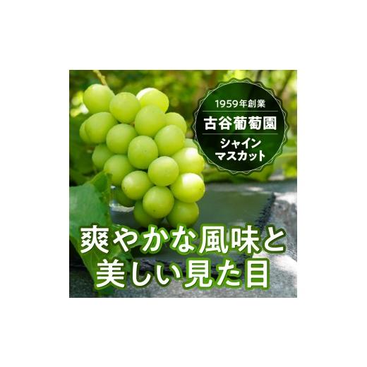 ふるさと納税 ぶどう マスカット 山梨県 甲府市 〈2026年度配送分〉 桐箱入り 特選 シャインマスカット1房(約600g) シャインマスカット 先行予約 2026年 山梨…_6