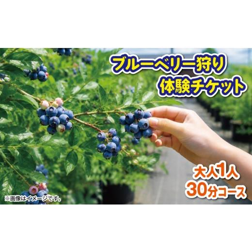 ふるさと納税 体験チケット 徳島県 阿波市 ブルーベリー 狩り 体験 チケット 大人 1人 30分 コース 思い出 農園 観光 フルーツ狩り 果物 徳島県 阿波市 AWA Bl…