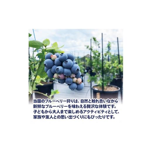 ふるさと納税 体験チケット 徳島県 阿波市 ブルーベリー 狩り 体験 チケット 大人 1人 60分 コース 思い出 農園 観光 フルーツ狩り 果物 徳島県 阿波市 AWA Bl…_2