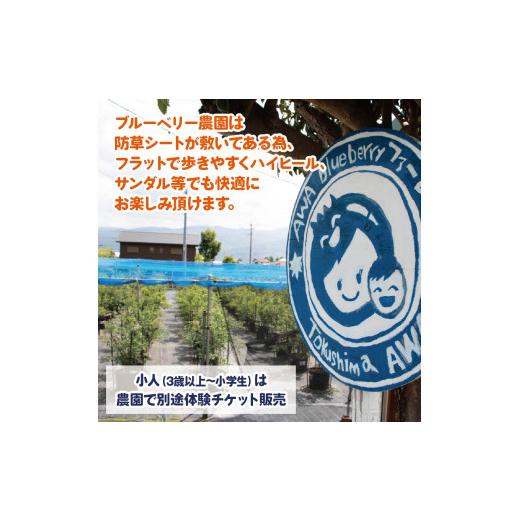 ふるさと納税 体験チケット 徳島県 阿波市 ブルーベリー 狩り 体験 チケット 大人 1人 60分 コース 思い出 農園 観光 フルーツ狩り 果物 徳島県 阿波市 AWA Bl…_3