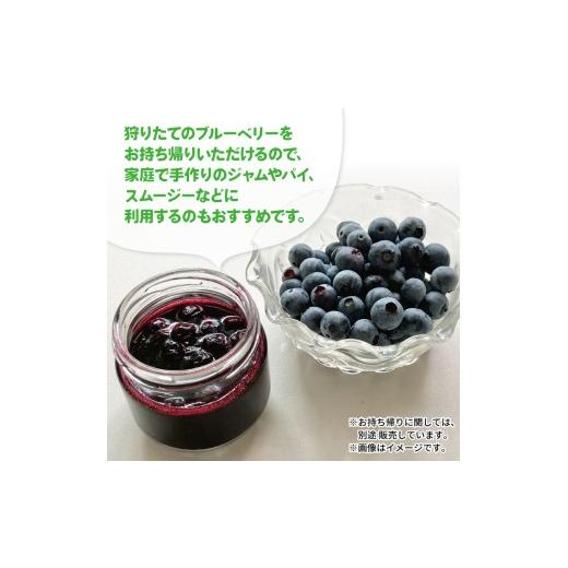 ふるさと納税 体験チケット 徳島県 阿波市 ブルーベリー 狩り 体験 チケット 大人 1人 60分 コース 思い出 農園 観光 フルーツ狩り 果物 徳島県 阿波市 AWA Bl…_4