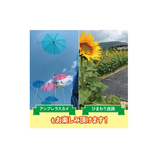ふるさと納税 体験チケット 徳島県 阿波市 ブルーベリー 狩り 体験 チケット 大人 1人 60分 コース 思い出 農園 観光 フルーツ狩り 果物 徳島県 阿波市 AWA Bl…_5