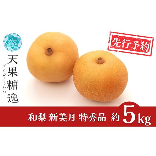 ふるさと納税 梨 新潟県 三条市 先行予約 梨 新美月 特秀品 約5kg 糖度13度以上を厳選 梨 2026年産 令和8年度 梨 新潟オリジナル 梨 新潟県産 梨 天果糖逸 な…_1