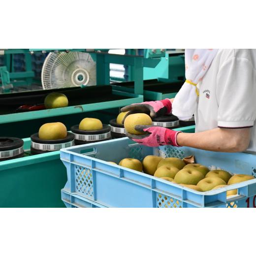 ふるさと納税 梨 新潟県 三条市 先行予約 梨 新美月 特秀品 約5kg 糖度13度以上を厳選 梨 2026年産 令和8年度 梨 新潟オリジナル 梨 新潟県産 梨 天果糖逸 な…_3