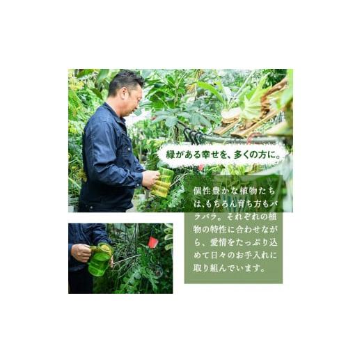 ふるさと納税 大阪府 箕面市 ＜観葉植物＞フィロデンドロン・シルバーメタル(3.5号) (陶器鉢・受け皿付)【m24-07】【アイエヌエー】｜furusatochoice｜04