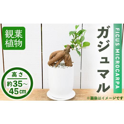 ふるさと納税 花・苗木 大阪府 箕面市 観葉植物 ガジュマル(4号) (陶器鉢・受け皿付) m24-10 アイエヌエー
