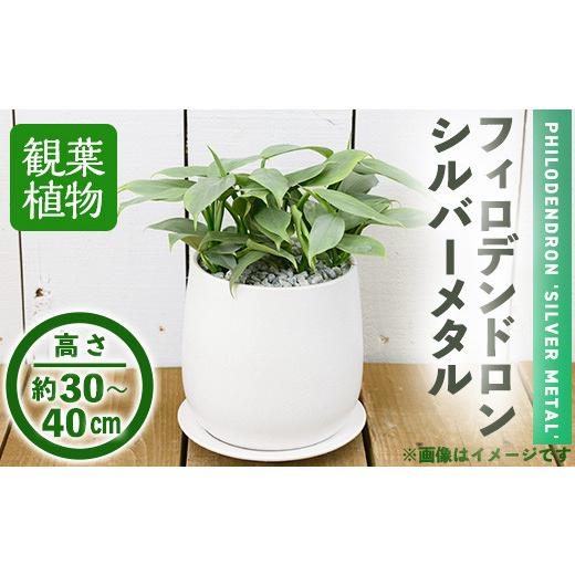 ふるさと納税 花・苗木 大阪府 箕面市 観葉植物 フィロデンドロン・シルバーメタル(6号) (陶器鉢・受け皿付) m24-14 アイエヌエー