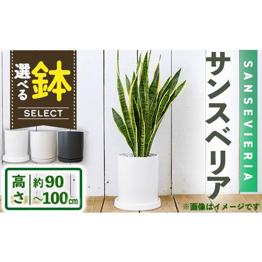 ふるさと納税 花・苗木 大阪府 箕面市 観葉植物・選べる鉢 サンスベリア(7号) (陶器鉢(モダンマット釉(ブラック))・受け皿付) m24-16-C アイエヌエー モダン…