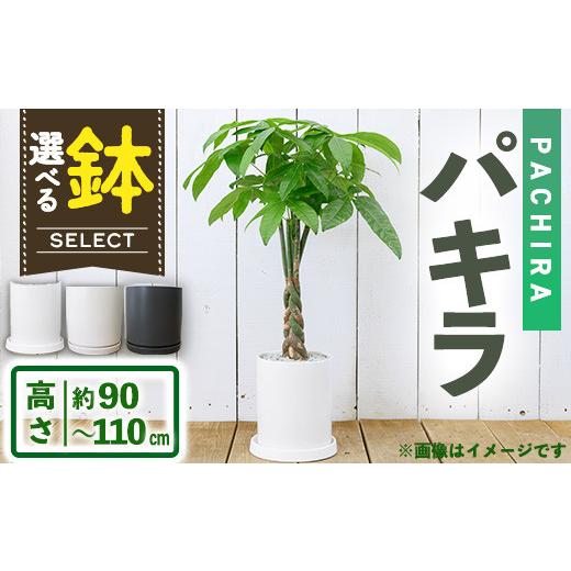 ふるさと納税 花・苗木 大阪府 箕面市 観葉植物・選べる鉢 パキラ(7号) (陶器鉢(オストシリンダー(マットホワイト))・受け皿付) m24-15-A アイエヌエー オス…