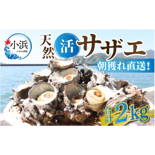 ふるさと納税 サザエ 福井県 小浜市 先行予約 2026年6月発送 サザエ 天然 活サザエ 2kg 15〜30個 朝獲れ BBQ 期間限定 配送不可地域:北海道・沖縄・離島 小浜…