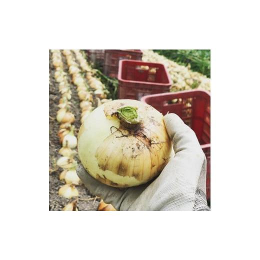 ふるさと納税 野菜類 玉ねぎ 和歌山県 かつらぎ町  2026年発送分・先行予約 農家さん直送 低農薬玉ねぎ2Lサイズ以上 約10kg 2026年4月中旬〜7月中旬発送予定…の画像