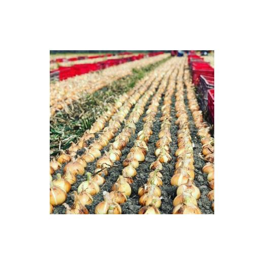 ふるさと納税 野菜類 玉ねぎ 和歌山県 かつらぎ町  2026年発送分・先行予約 農家さん直送 低農薬玉ねぎ2Lサイズ以上 約10kg 2026年4月中旬〜7月中旬発送予定…の画像
