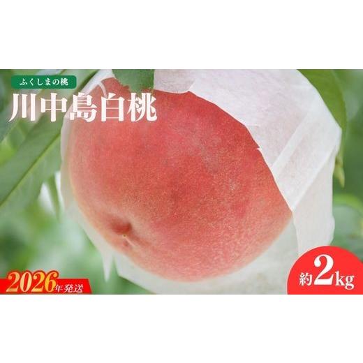 ふるさと納税 もも 福島県 福島市 No.2687もも「川中島白桃」約2kg 2026年発送 先行予約の画像