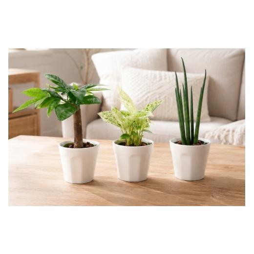 ふるさと納税 花・苗木 愛知県 岡崎市 観葉植物 キュートロッチャ 3個 セット 三浦園芸 愛知県 岡崎市 ok23bzw830009 インテリア 水耕栽培 ミニ 植物 ハイドロ…