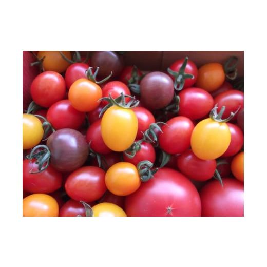 ふるさと納税 愛知県 田原市 [5月末金額改定予定]採れたて新鮮・完熟収穫 とまとのこころ彩色セット約1.2kg トマト 新鮮 フルーツトマト 健康 リコピン お取…