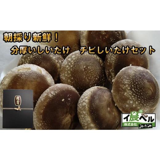 ふるさと納税 野菜類 きのこ 島根県 出雲市 朝採り新鮮 分厚いしいたけ　チビしいたけセット_1