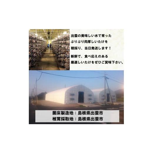 ふるさと納税 野菜類 きのこ 島根県 出雲市 朝採り新鮮 分厚いしいたけ　チビしいたけセット_4
